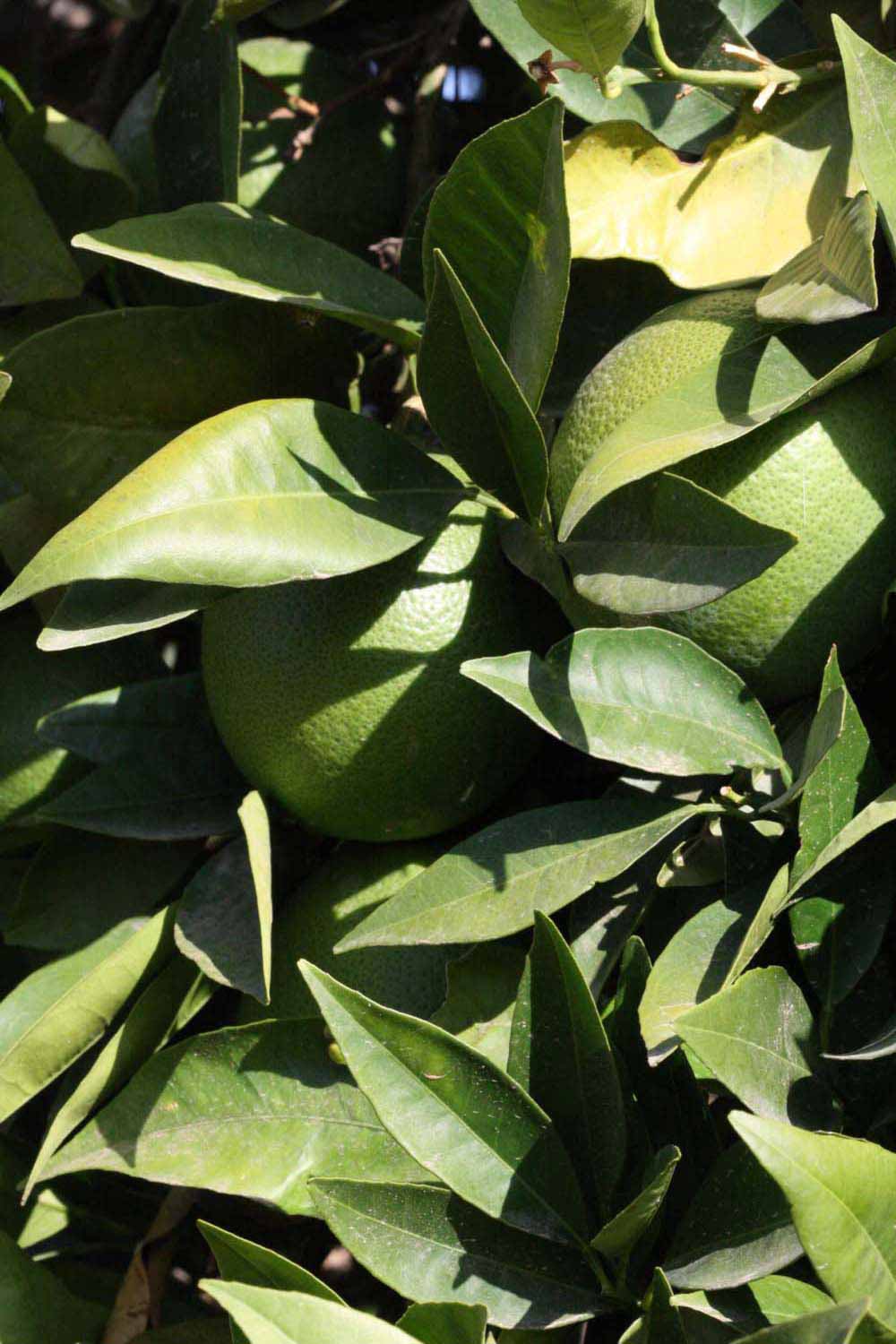              Sun leaves (Riverside, CA)       